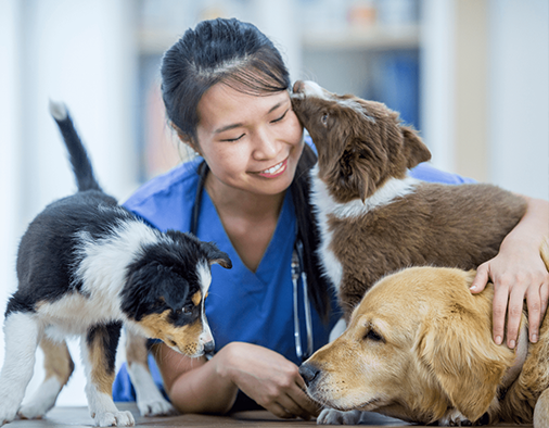 Veterinary Assistant Professional Program